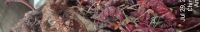 water-affected-whole-chili